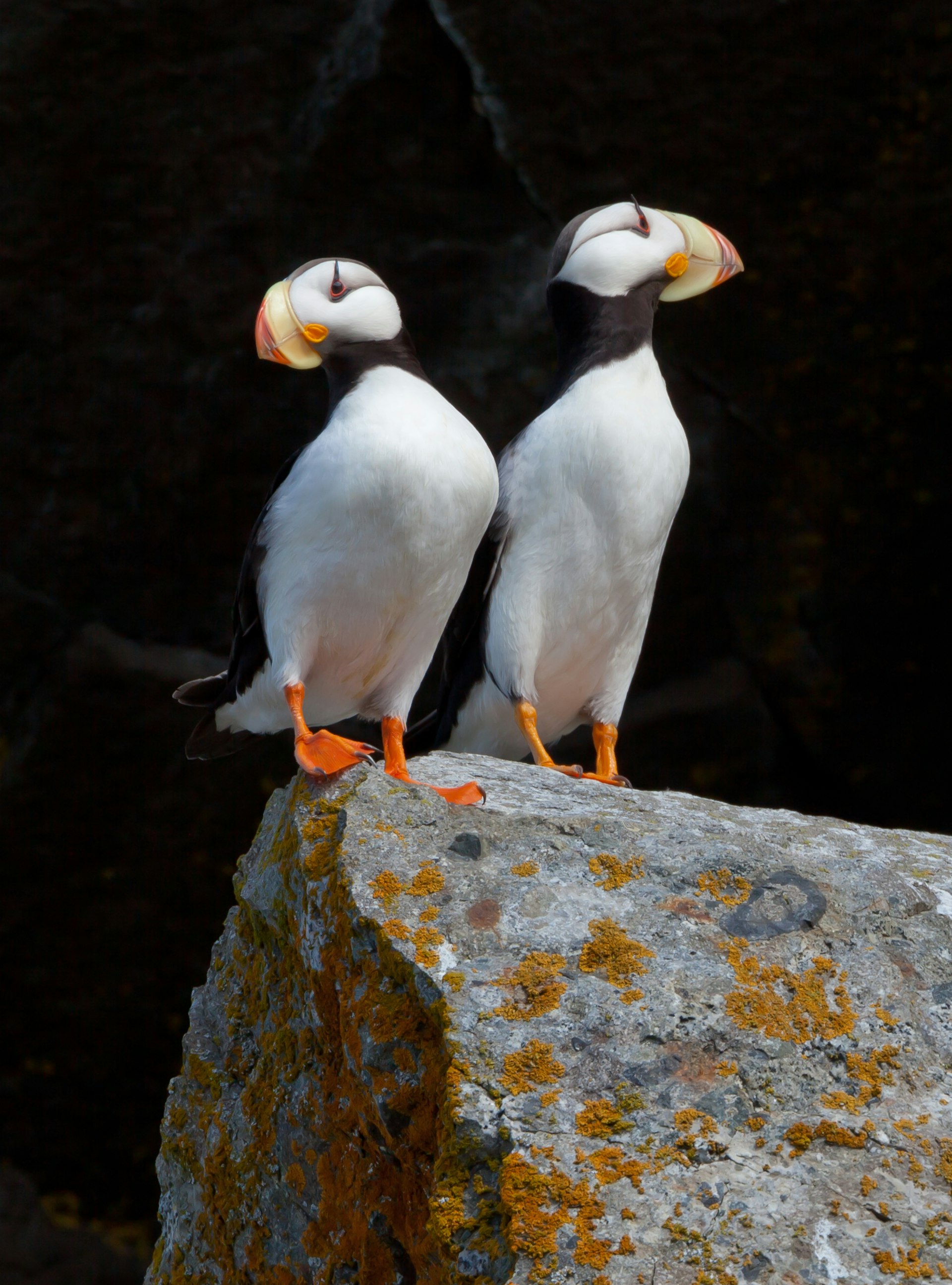 White-chested puffins, Fratercula corniculata, Horned puffins at Lake Clark National Park, Alaska