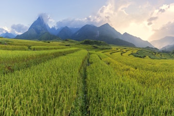 Green rice terraces, with Fansipan mountain in the background.