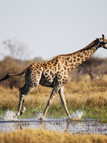 A South African giraffe (Giraffa camelopardalis giraffe) running through water in the Okavango Delta.