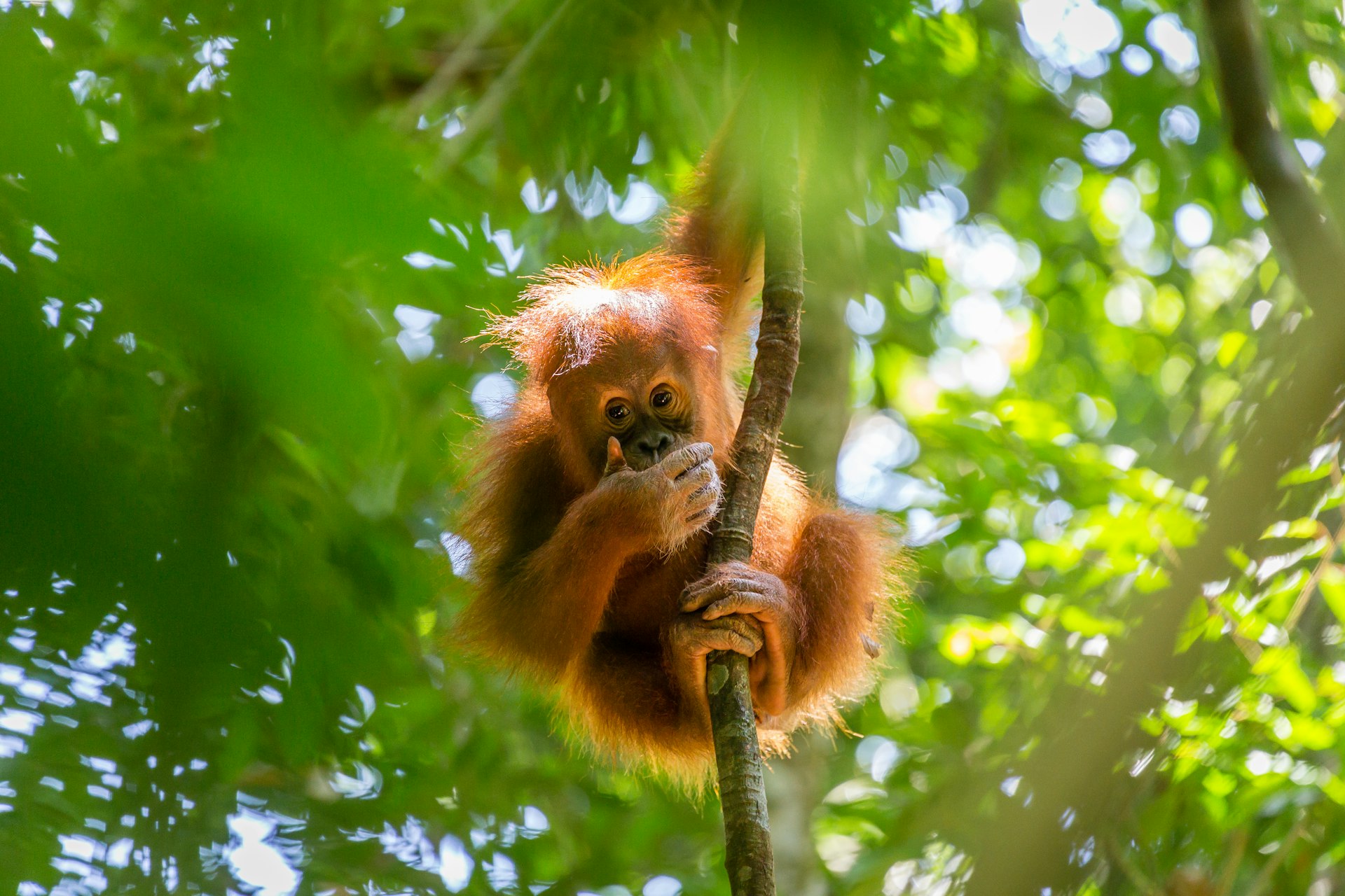 An orangutan hanging in a tree covering its mouth in the wilds of Indonesia
