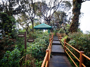 Elevated wooden walkway through 'Mossy Forest', which lies on the ridge-top boundary between Pahang and Perak states, just below the summit of Mount Brinchang in the Cameron Highlands.