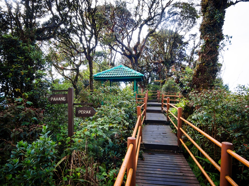 Elevated wooden walkway through 'Mossy Forest', which lies on the ridge-top boundary between Pahang and Perak states, just below the summit of Mount Brinchang in the Cameron Highlands.