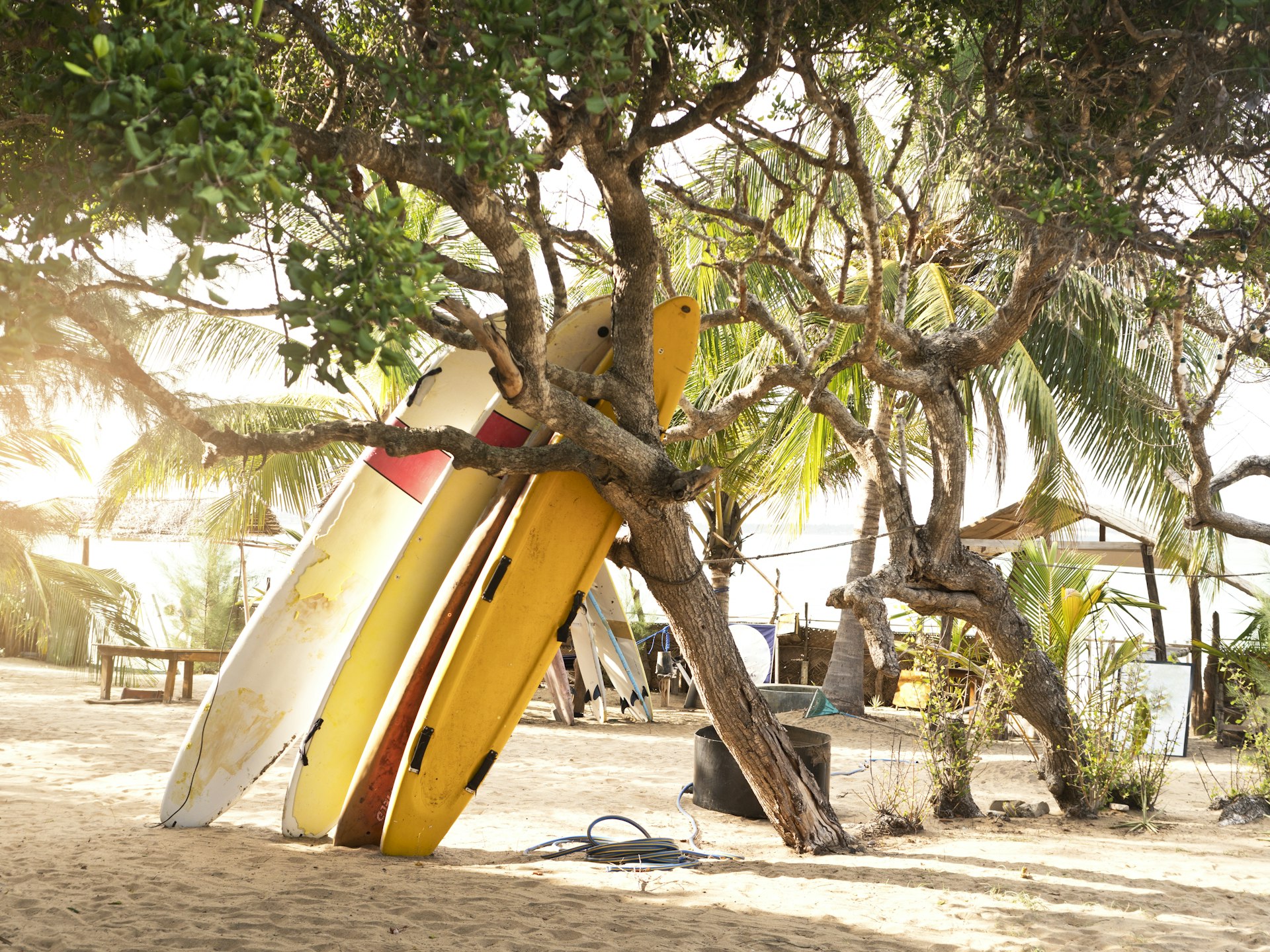 Surfboards leaning against a palm tree in a tropical beachside location