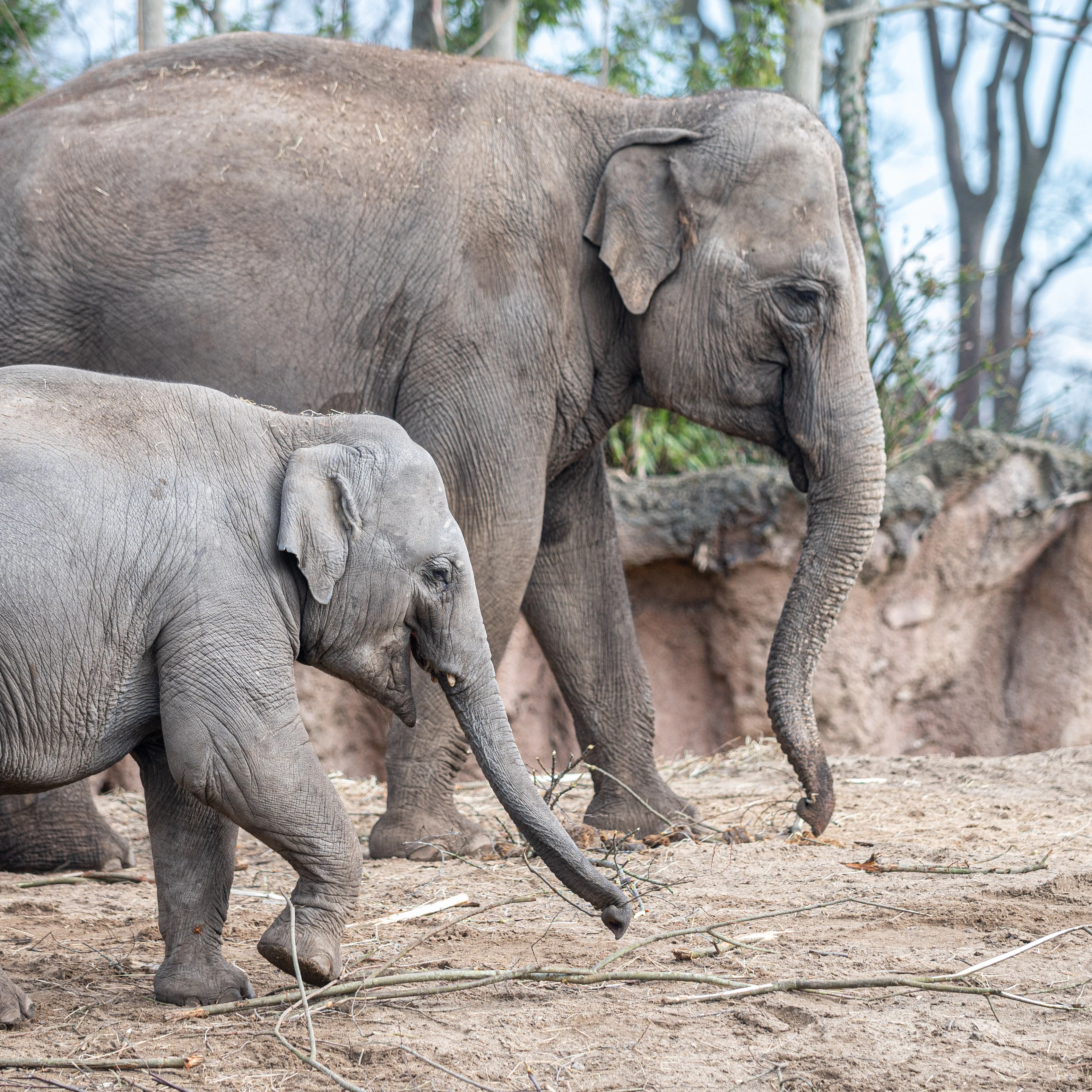 Sideview of an Indian elephant mother and her calf as seen in Dublin Zoo
