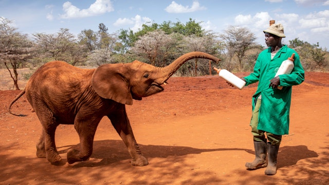 Africa, Kenya, Nairobi, Orphaned, baby Elephant (Loxodonta africana) runs toward caretaker offering milk  during midday feeding
David Sheldrick Wildlife Trust
