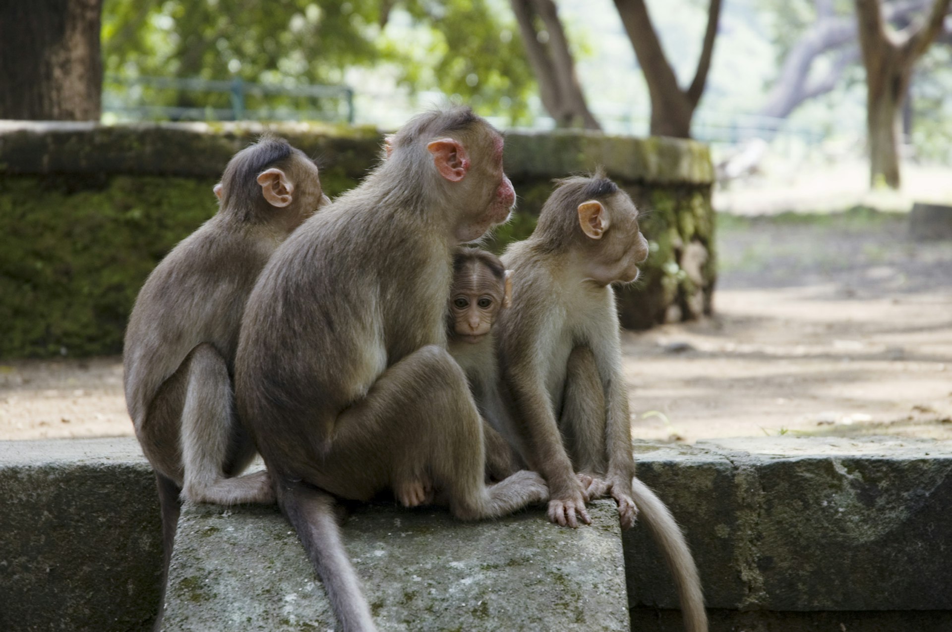 Monkeys near caves at Elephanta Island.