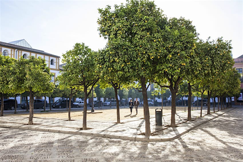 Plaza with orange trees in Barrio de Santa Cruz