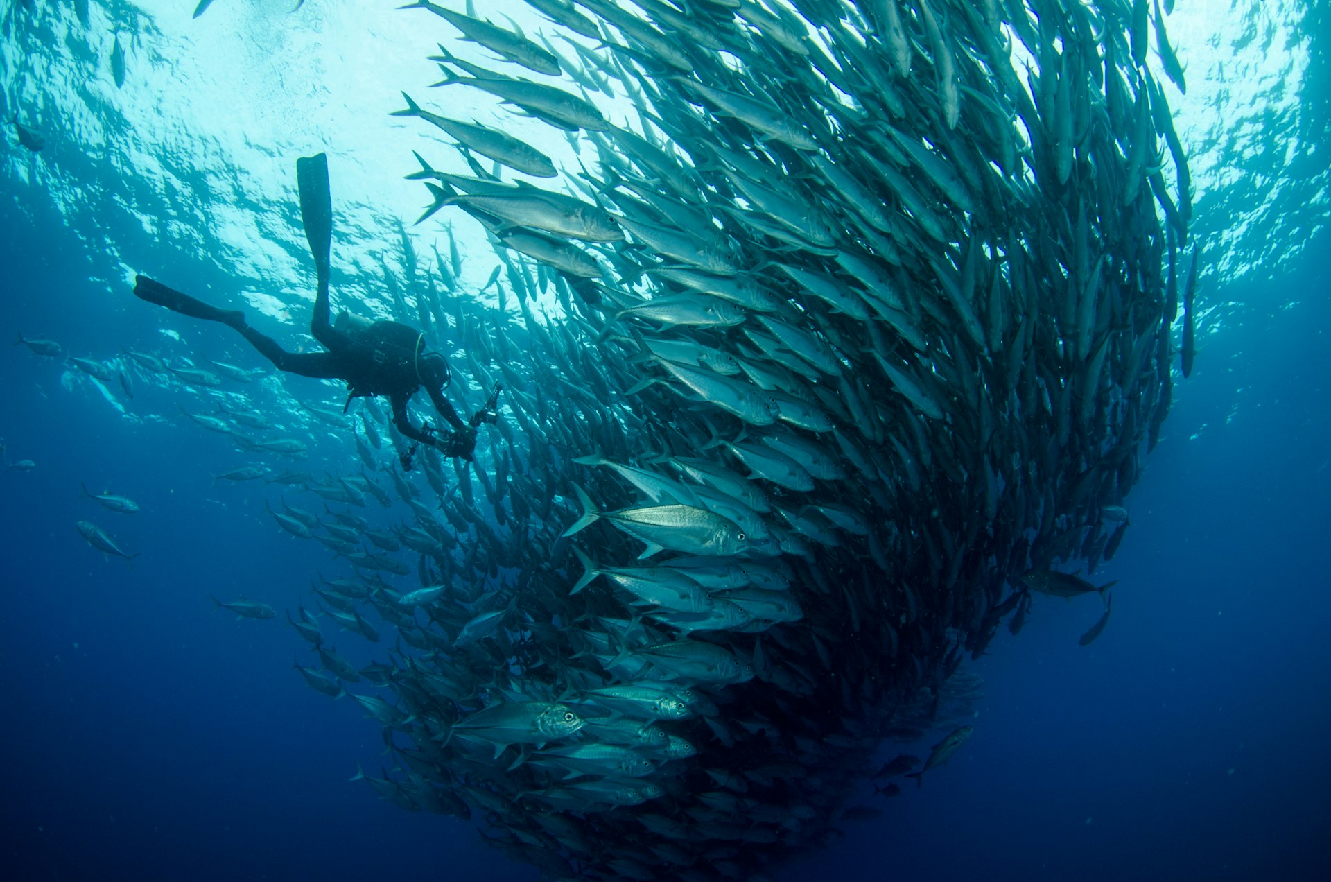 A diver swims into a "tornado" of silver big eyed jack fish