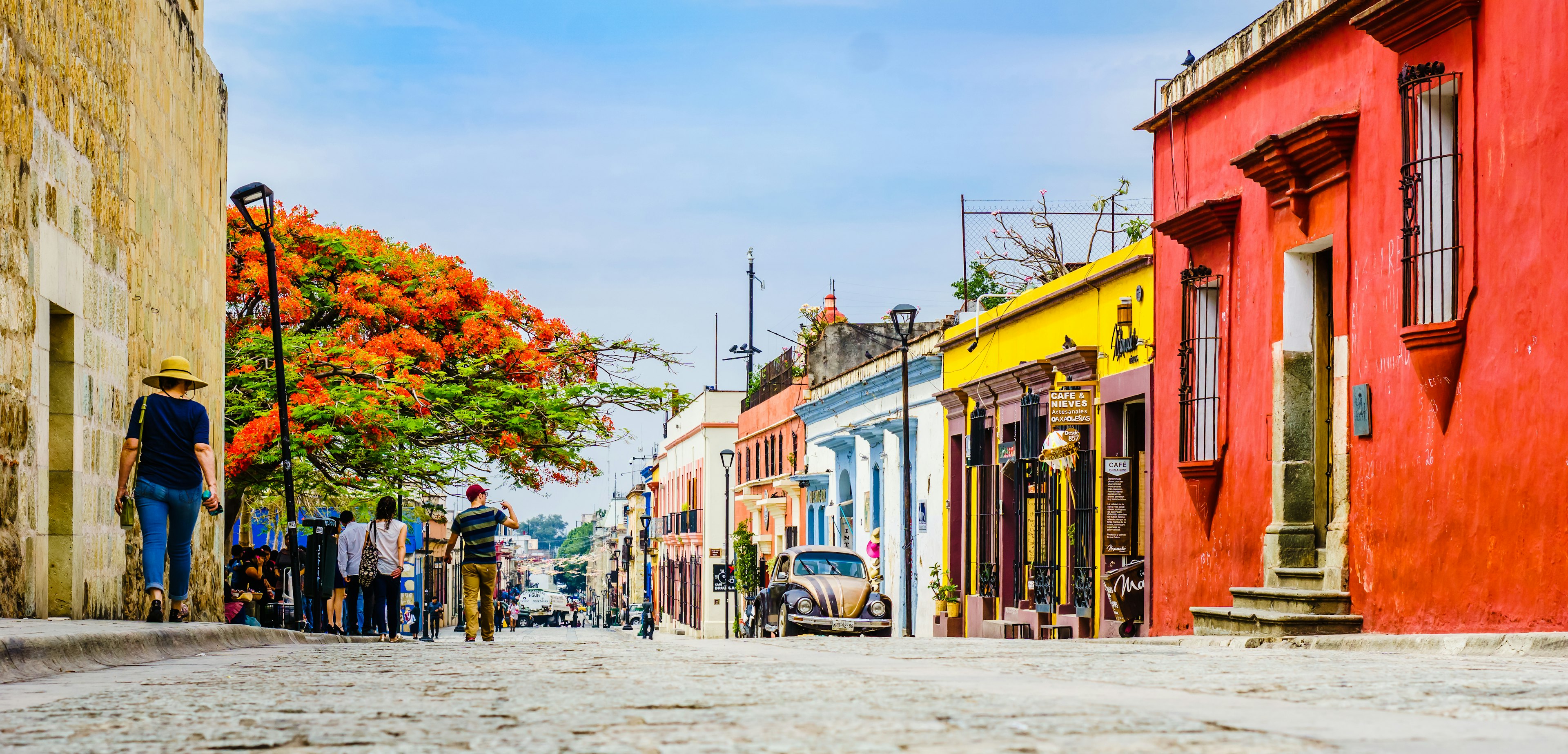 A street scene. People walk down a sidewalk dominated by a huge tree with orange flowers. The houses on the right are all brightly colored