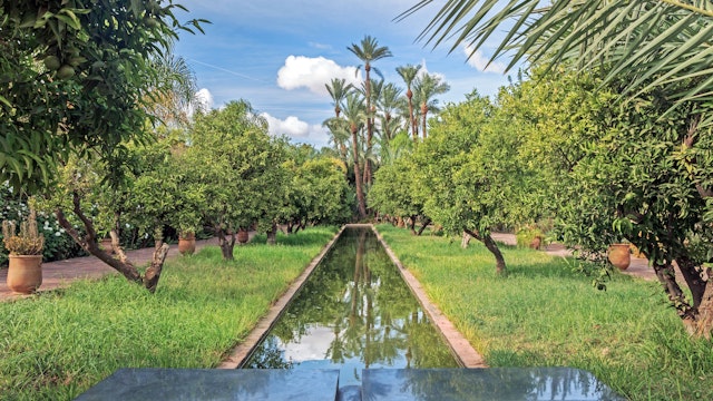 green plants in garden at Palmeraie museum in Morocco; Musée de la Palmeraie

 Shutterstock ID 777811729; your: Bridget Brown; gl: 65050; netsuite: Online Editorial; full: POI Image Update