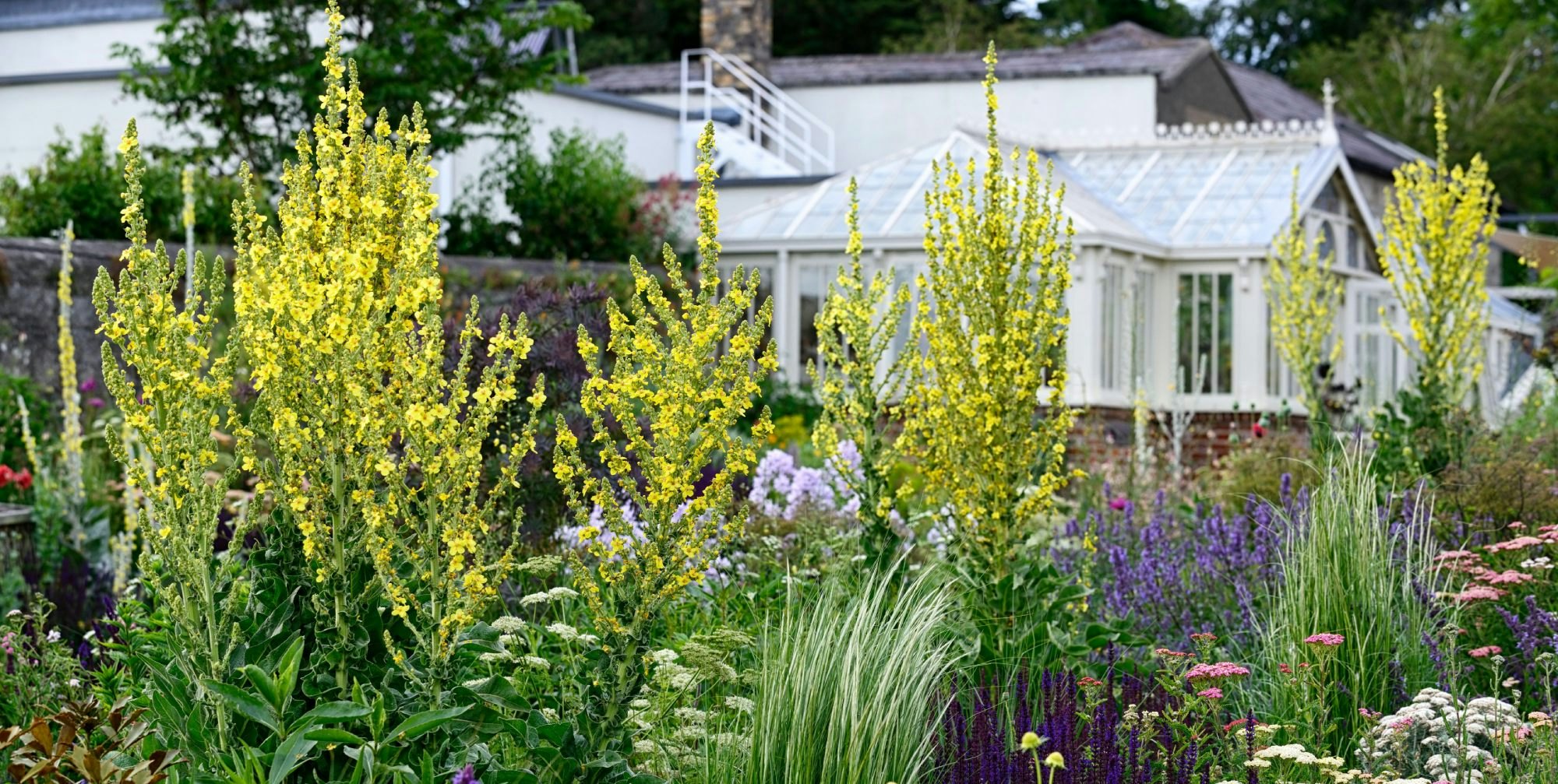 2H8E22P Verbascum chaixii sixteen candles,yellow flower spikes,spires,mullein,mulleins,white flower,flowers,flowering,perennials,Airfield gardens and estate,d

Airfield
