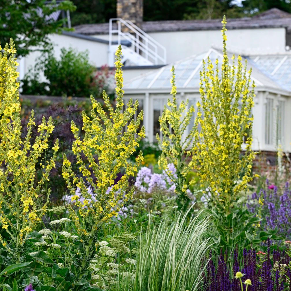 2H8E22P Verbascum chaixii sixteen candles,yellow flower spikes,spires,mullein,mulleins,white flower,flowers,flowering,perennials,Airfield gardens and estate,d
Airfield