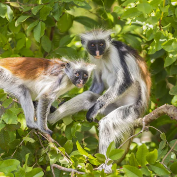 Two red Colobuse Monkey in a rainforest of Jozani Chwaka Bay National Park, Zanzibar, Tanzania, Africa