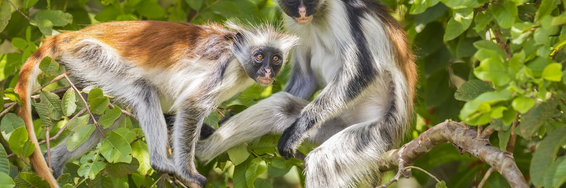 Two red Colobuse Monkey in a rainforest of Jozani Chwaka Bay National Park, Zanzibar, Tanzania, Africa