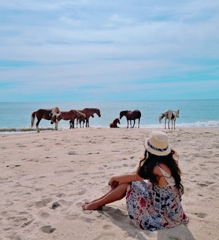 Wild horses of Assateague Island National Seashore; Shutterstock ID 1813702249; your: Claire N; gl: 65050; netsuite: Online ed; full: Free Virginia