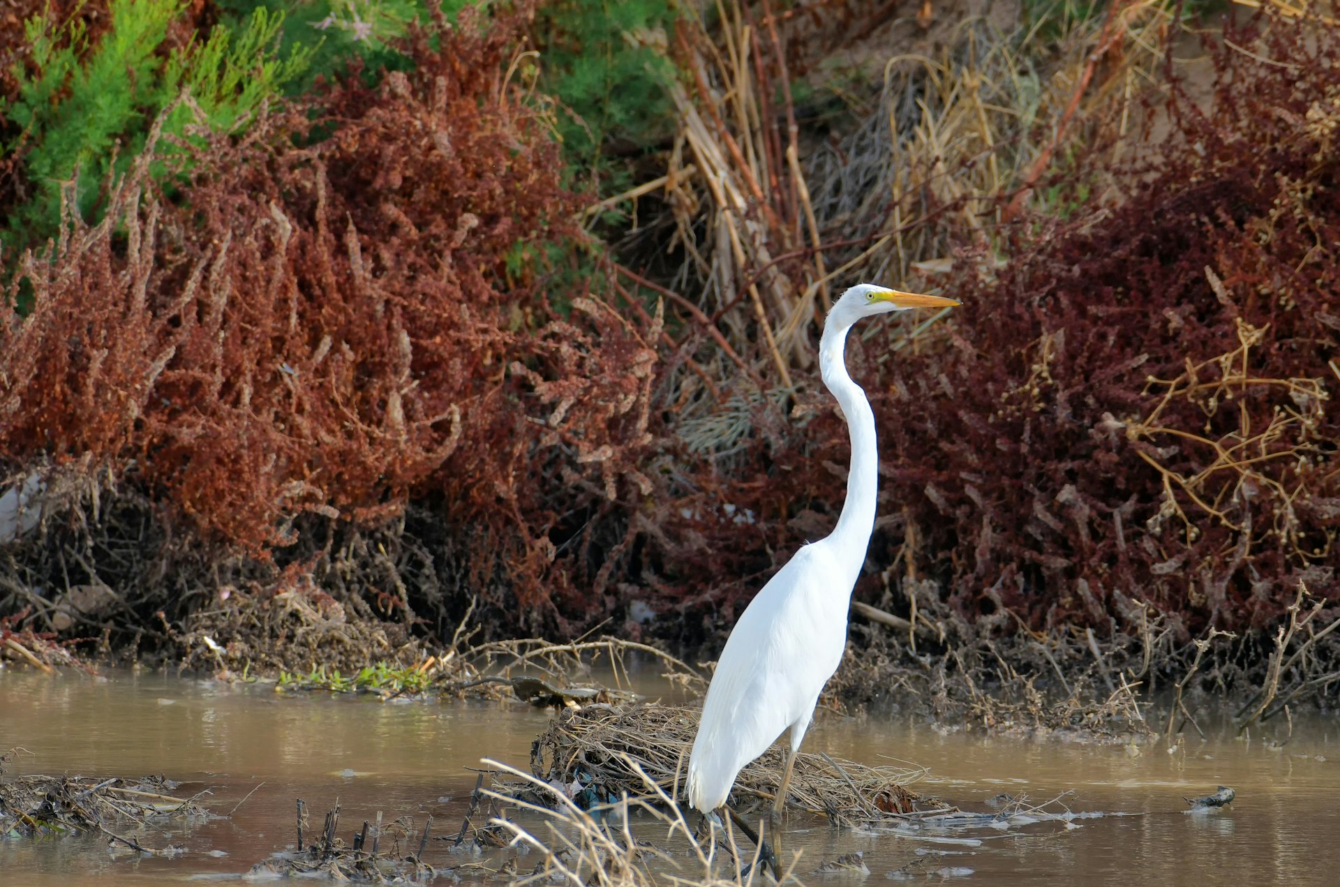 A white great egret wades in the water at Rio Bosque Wetlands Park, El Paso, Texas