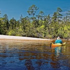 river scene, man kayaking, sand beach, curve, trees, peaceful, recreation, sport, Blackwater River State Park, Holt, FL, Florida; horizontal, MR, Caption: Despite its name Blackwater, or the original Oka-lusa (water black) in the Muscogee language, the Blackwater River is normally a transparent golden-brown when seen against the white sandbars. Most of the stream flows through undeveloped lands of the Blackwater State Forest and Blackwater River State Park, core areas of the largest contiguous longleaf pine/wiregrass ecosystem left in the world, one described as being rarer than a tropical rainforest. Water seeping from this forest is as pure as it comes, merely tinted with tannins from leaves and roots of shoreline vegetation. Canoeing, kayaking, camping and picnicking are popular activities in the park along with strolling along forested nature trails.