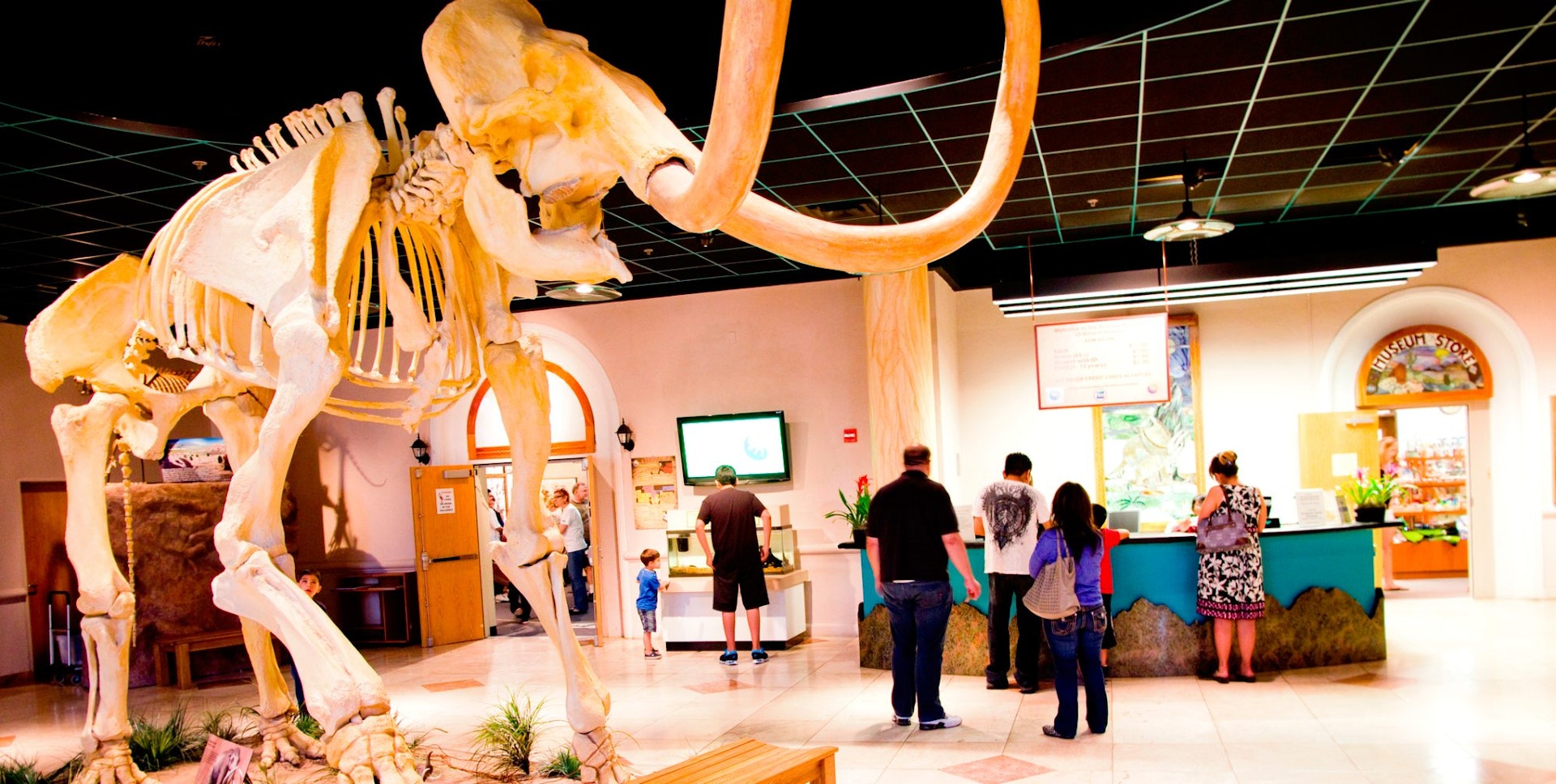 A mammoth skeleton stands on display at the Arizona Museum of Natural History, in Mesa, Arizona with visitors milling about in the background