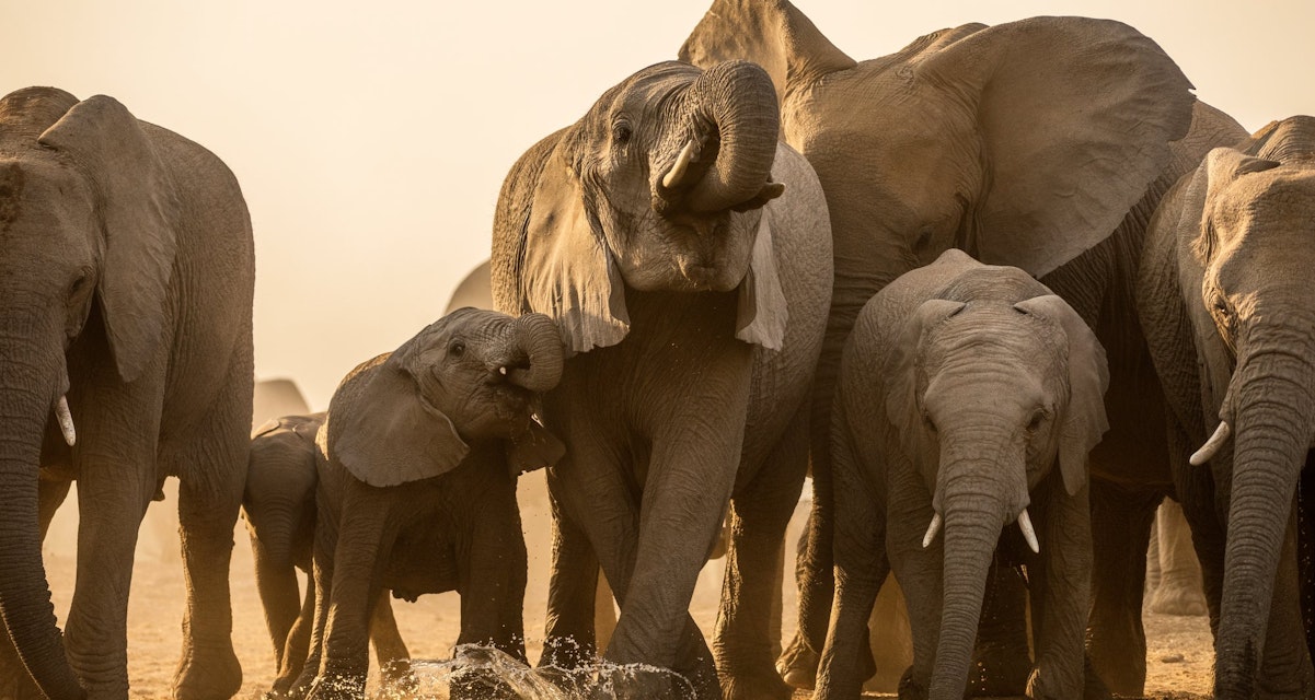 A beautiful golden photography of a family herd of elephant drinking at sunset at a water in the Madikwe Game Reserve, South Africa.; Shutterstock ID 1668730690; your: Bridget Brown; gl: 65050; netsuite: Online Editorial; full: POI Image Update