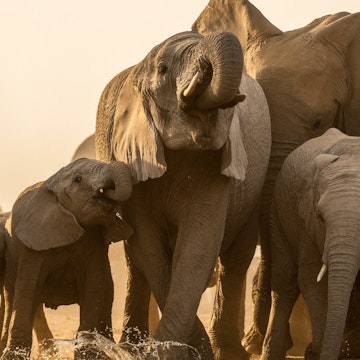 A beautiful golden photography of a family herd of elephant drinking at sunset at a water in the Madikwe Game Reserve, South Africa.; Shutterstock ID 1668730690; your: Bridget Brown; gl: 65050; netsuite: Online Editorial; full: POI Image Update
