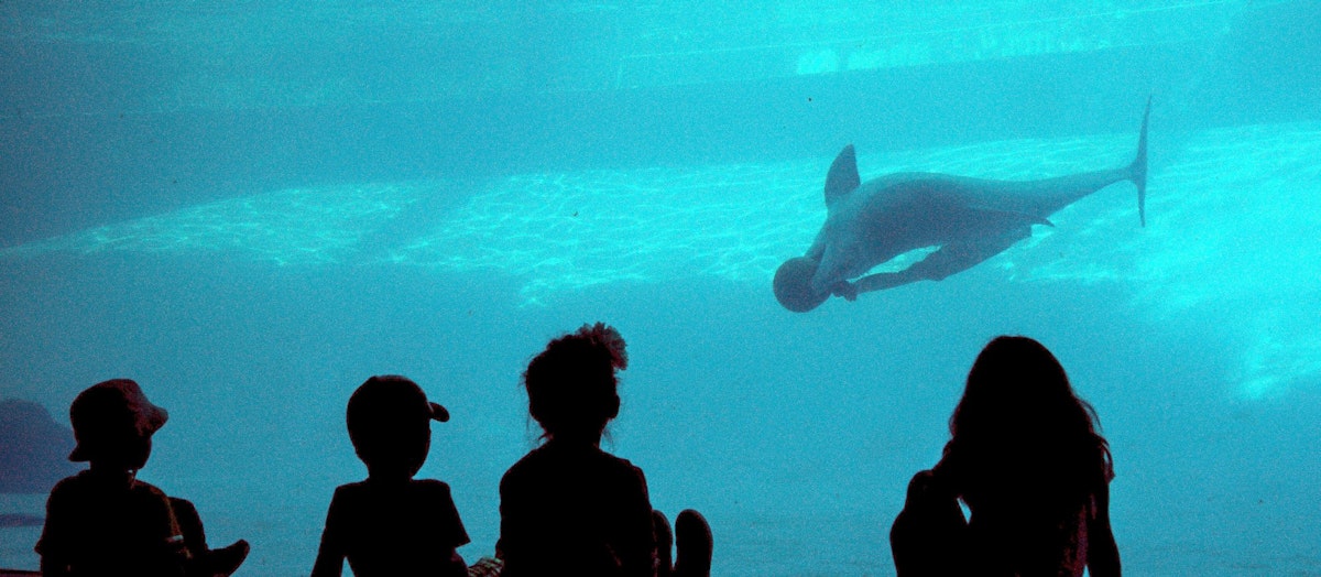A Silhouette of kids excited to watch the dolphin play under water in the Corpus Christi Aquarium; Shutterstock ID 530810227; your: Bridget Brown; gl: 65050; netsuite: Online Editorial; full: POI Image Update