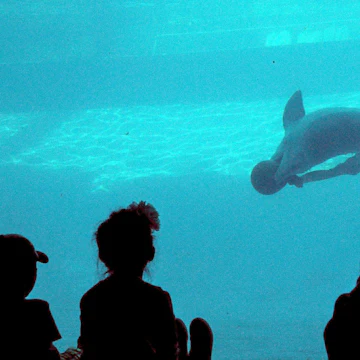A Silhouette of kids excited to watch the dolphin play under water in the Corpus Christi Aquarium; Shutterstock ID 530810227; your: Bridget Brown; gl: 65050; netsuite: Online Editorial; full: POI Image Update