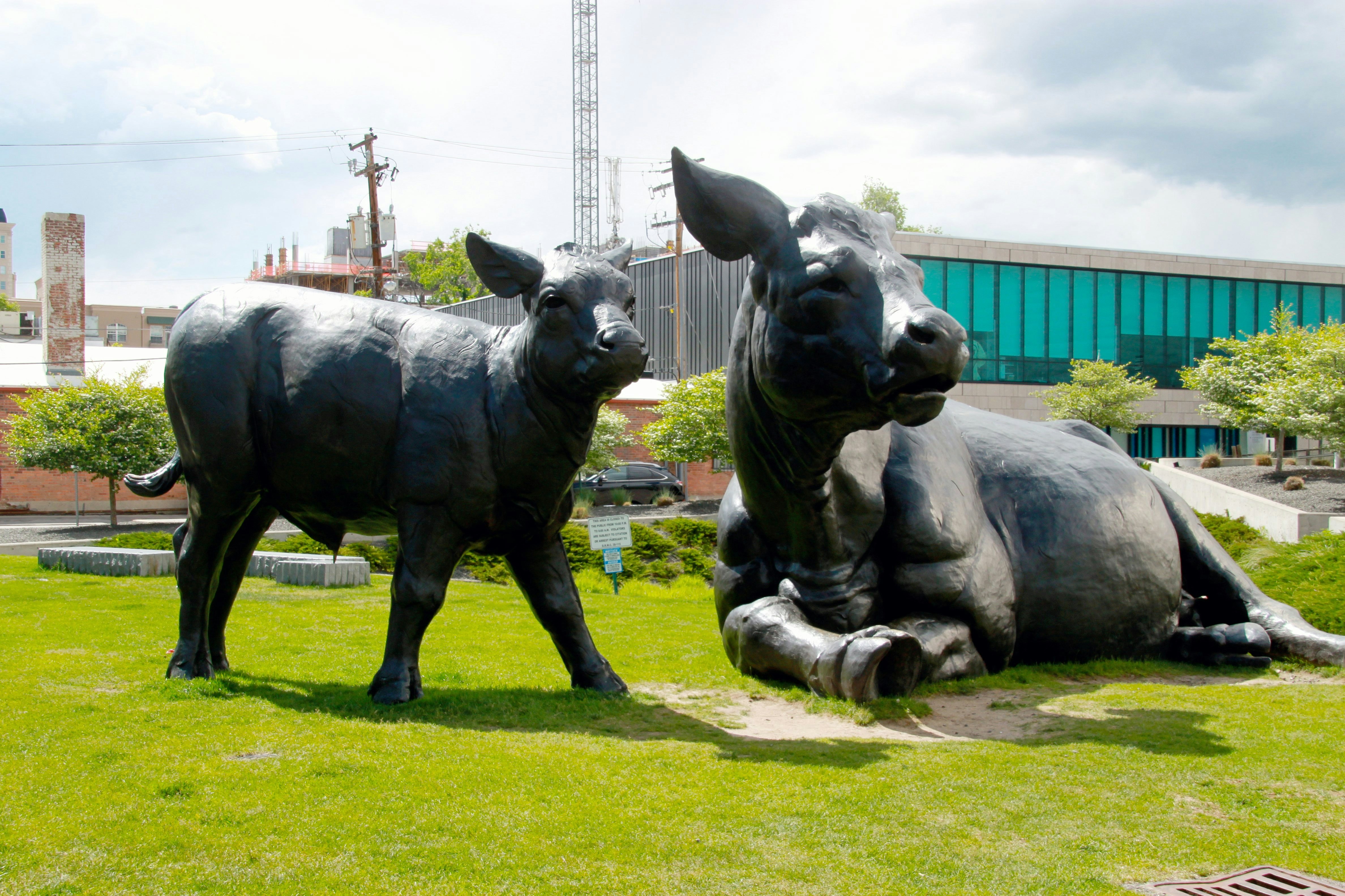 Scottish Angus Cow & Calf sculpture in Denver.