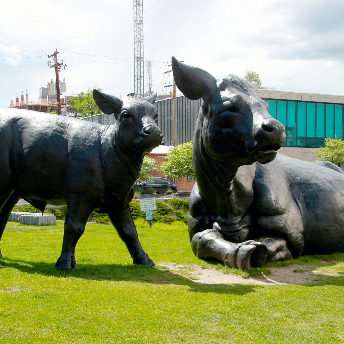 Scottish Angus Cow & Calf sculpture in Denver.
