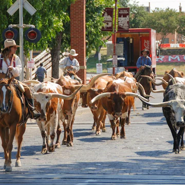 Parade of cowboys and steer cattle in the Fort Worth Stockyards in Texas - stock photo
Fort Worth, Texas - September 2009: A herd of cattle parading through the Fort Worth Stockyards accompanied by cowboys on horseback