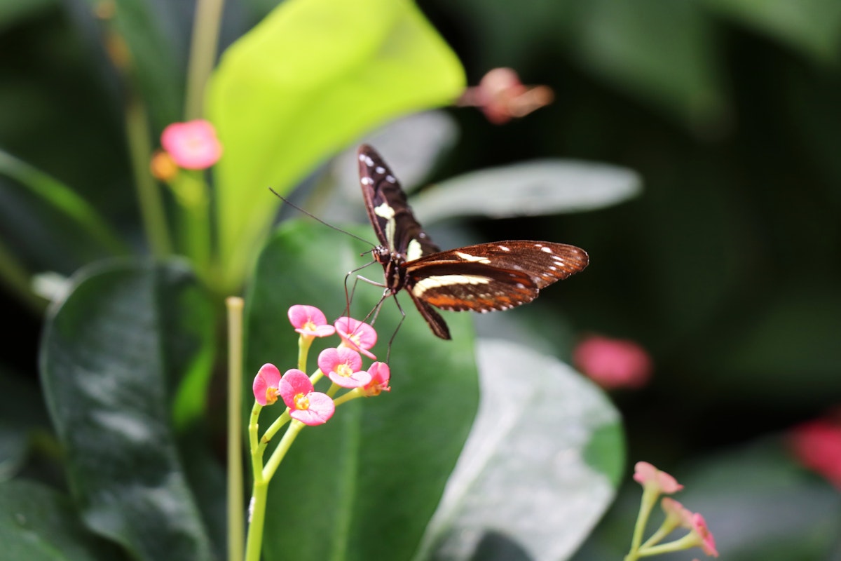 The Key West Butterfly and Nature Conservatory