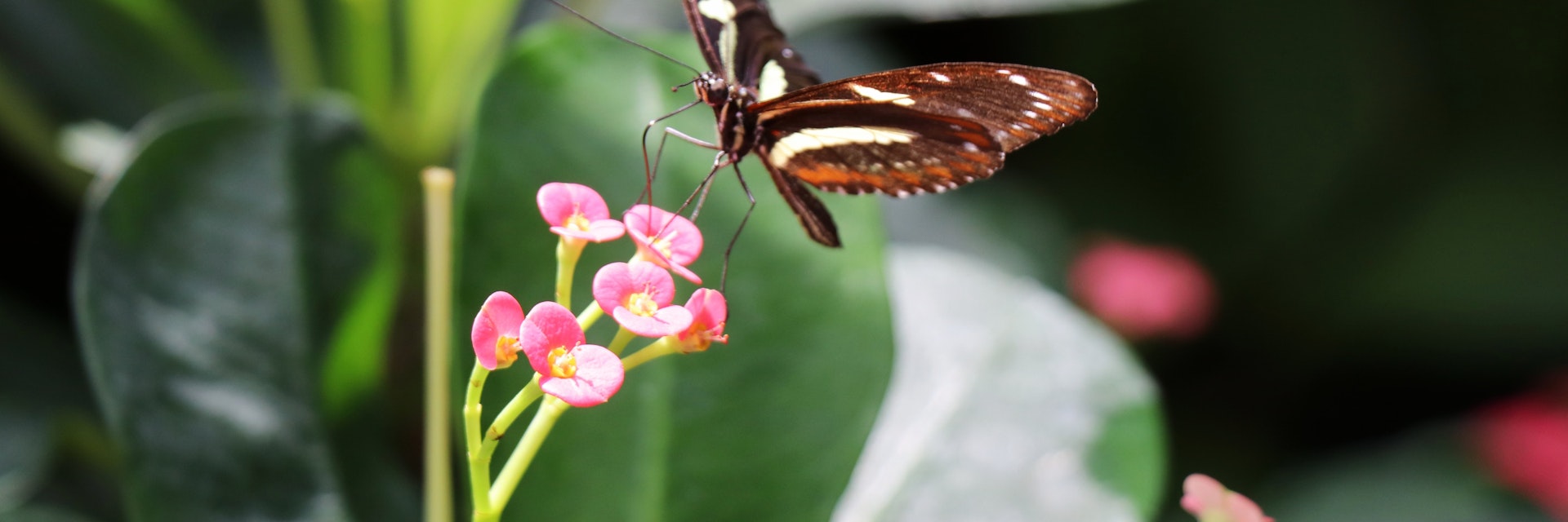 The Key West Butterfly and Nature Conservatory