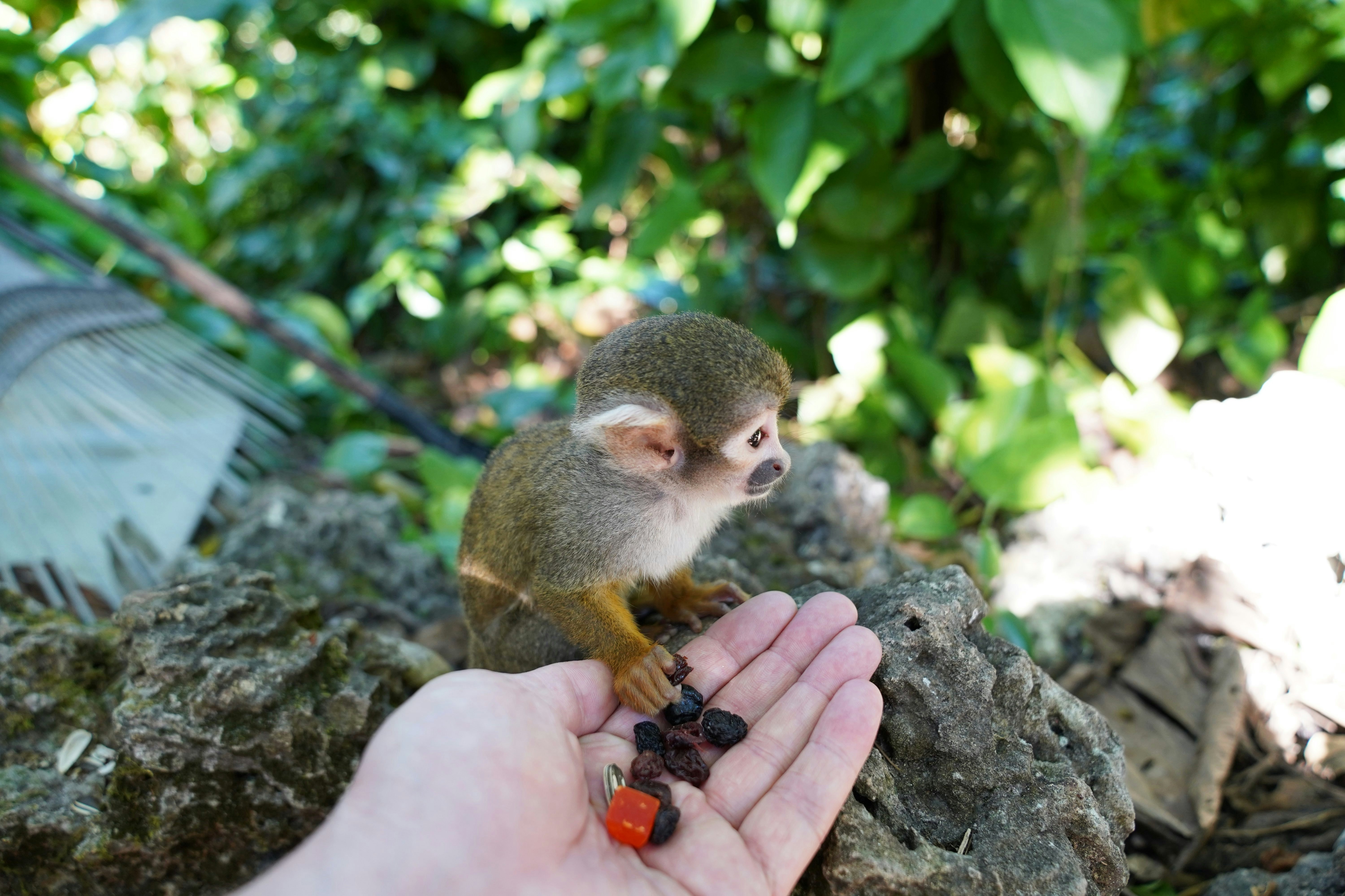 Monkey jungle at Miami dade county
zoo in miami with monkey