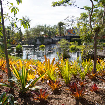Botanical garden in Naples. Flowers landscape. Lili Ponds.