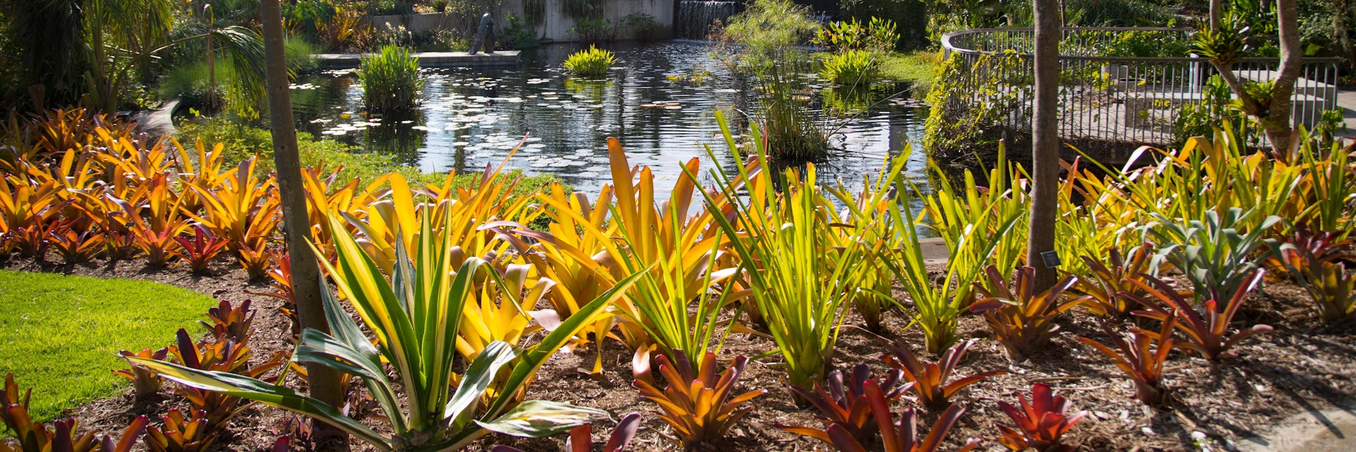 Botanical garden in Naples. Flowers landscape. Lili Ponds.