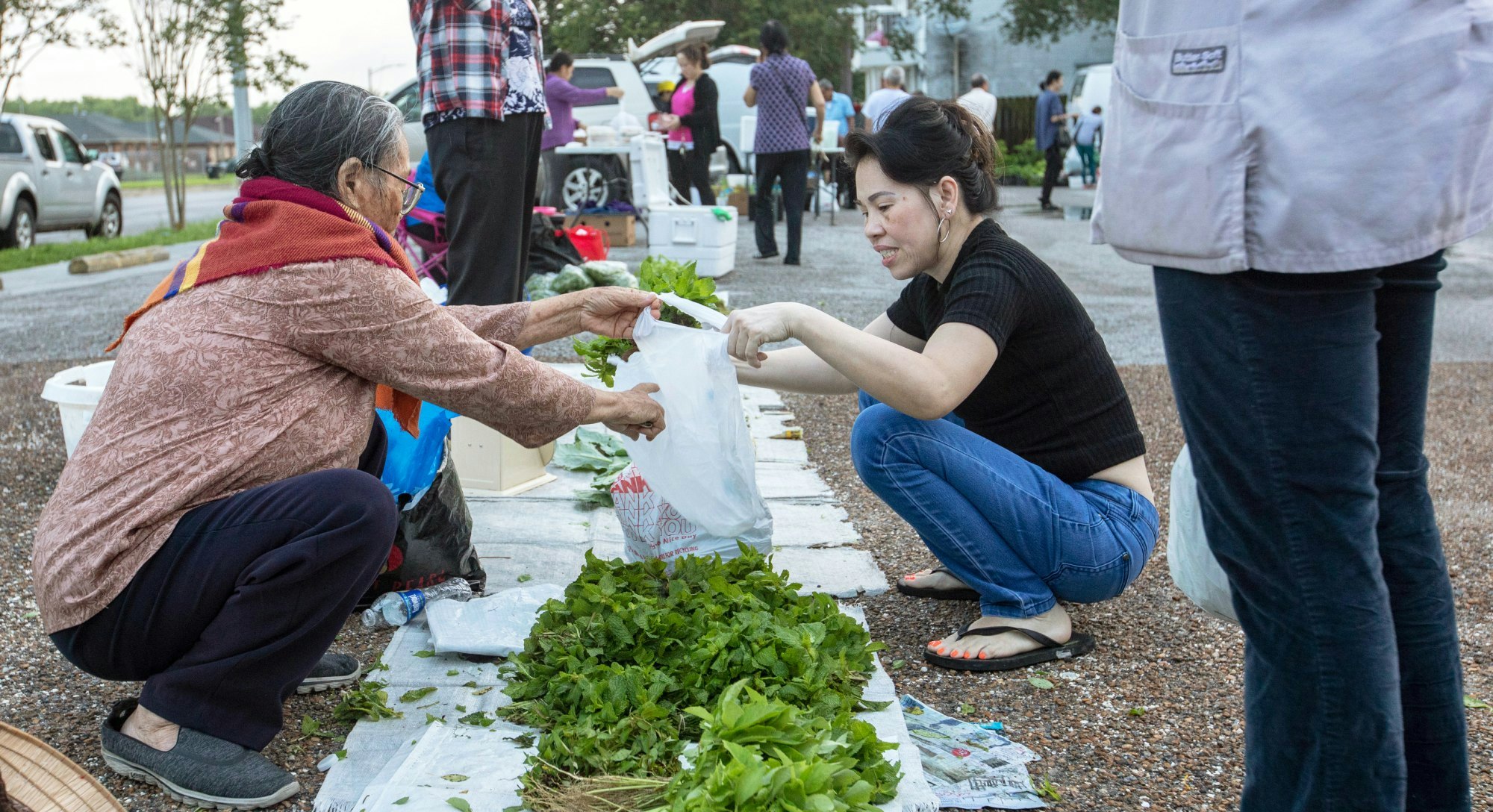 TB2MD0 New Orleans, Louisiana - A Vietnamese farmers market, held for a few hours early Saturday mornings in a parking lot in the city's Vietnamese community