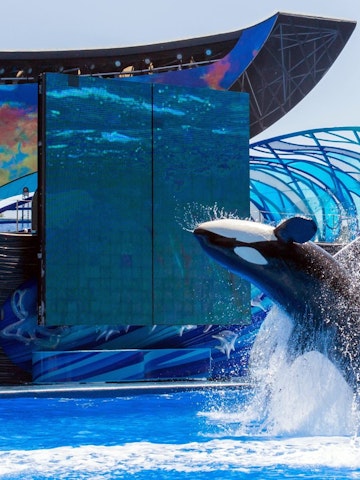 ORLANDO, USA - March 30, 2015: Killer Whales perform during the Shamu Show at Sea World Orlando - one of the most visited amusement park in the United States on March 30, 2015 in Orlando, Florida, USA; Shutterstock ID 266180681; your: Bridget Brown; gl: 65050; netsuite: Online Editorial; full: POI Image Update