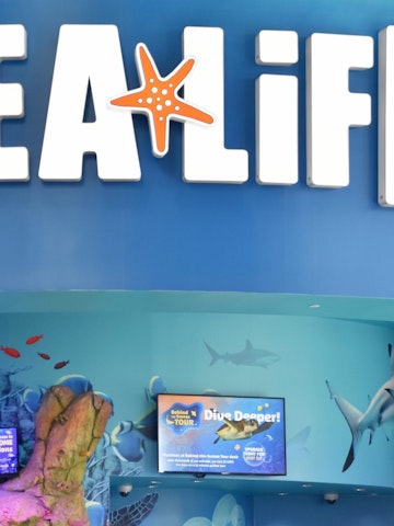ORLANDO, FL – NOV 24: Sea Life Aquarium at ICON Park in Orlando, Florida, as seen on Nov 24, 2019.  It has family-friendly exhibits with a variety of sea creatures.; Shutterstock ID 1735080233; your: Bridget Brown; gl: 65050; netsuite: Online Editorial; full: POI Image Update