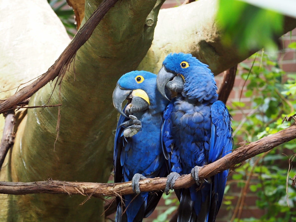 A pair of mating Macaws at the National Aviary in Pittsburgh PA