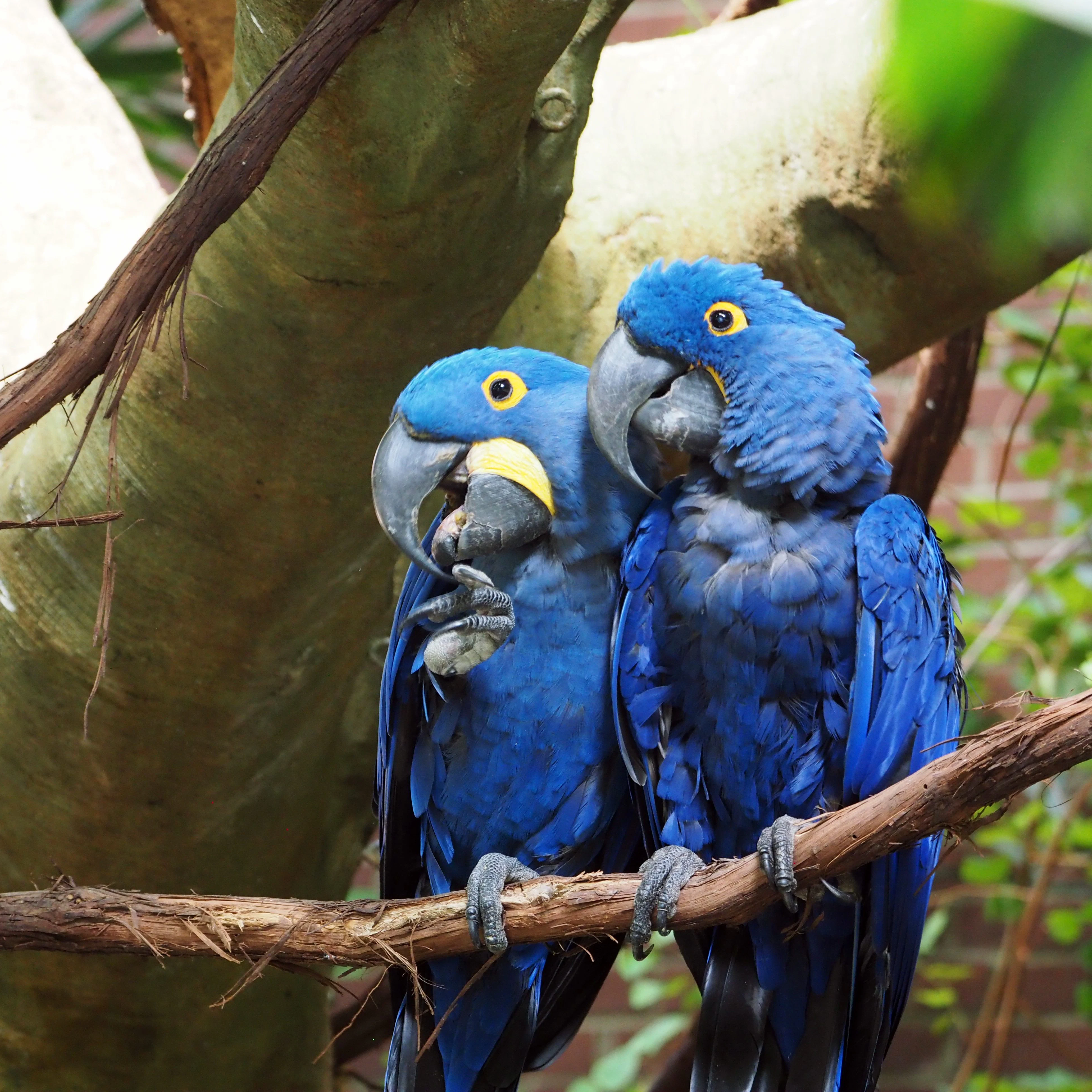 A pair of mating Macaws at the National Aviary in Pittsburgh PA