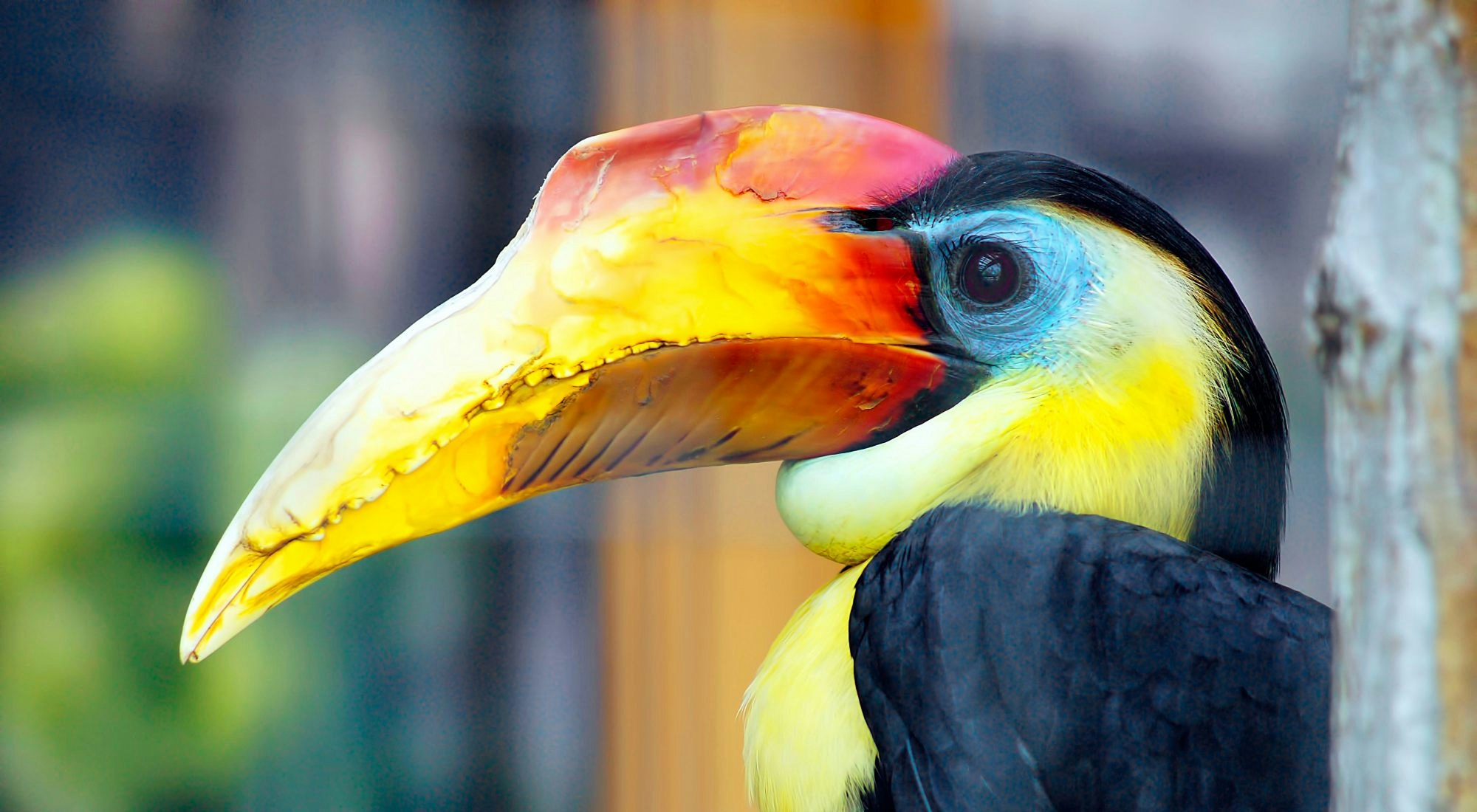 Salt Lake City, Utah - Aug 2016: Colorful Bird, at the Tracy Aviary

by Fsendek/Shutterstock
