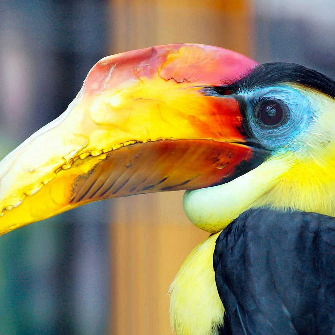 Salt Lake City, Utah - Aug 2016: Colorful Bird, at the Tracy Aviary
by Fsendek/Shutterstock