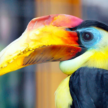 Salt Lake City, Utah - Aug 2016: Colorful Bird, at the Tracy Aviary
by Fsendek/Shutterstock