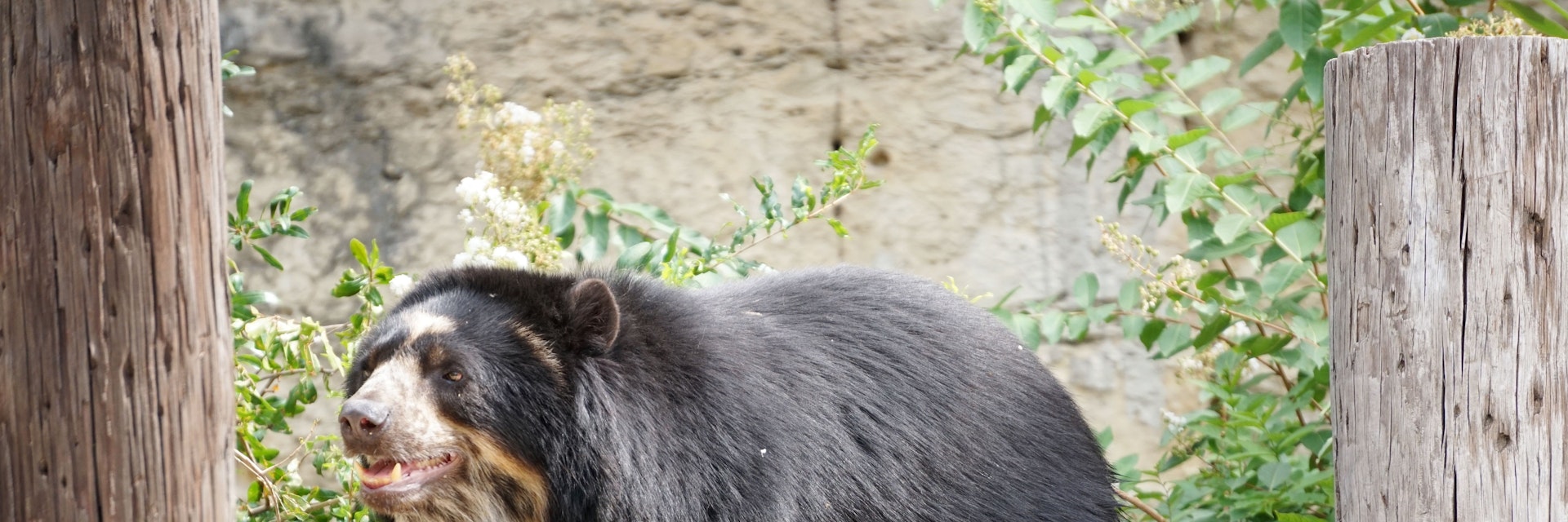 Black Bear at the San Antonio Zoo