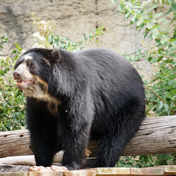Black Bear at the San Antonio Zoo