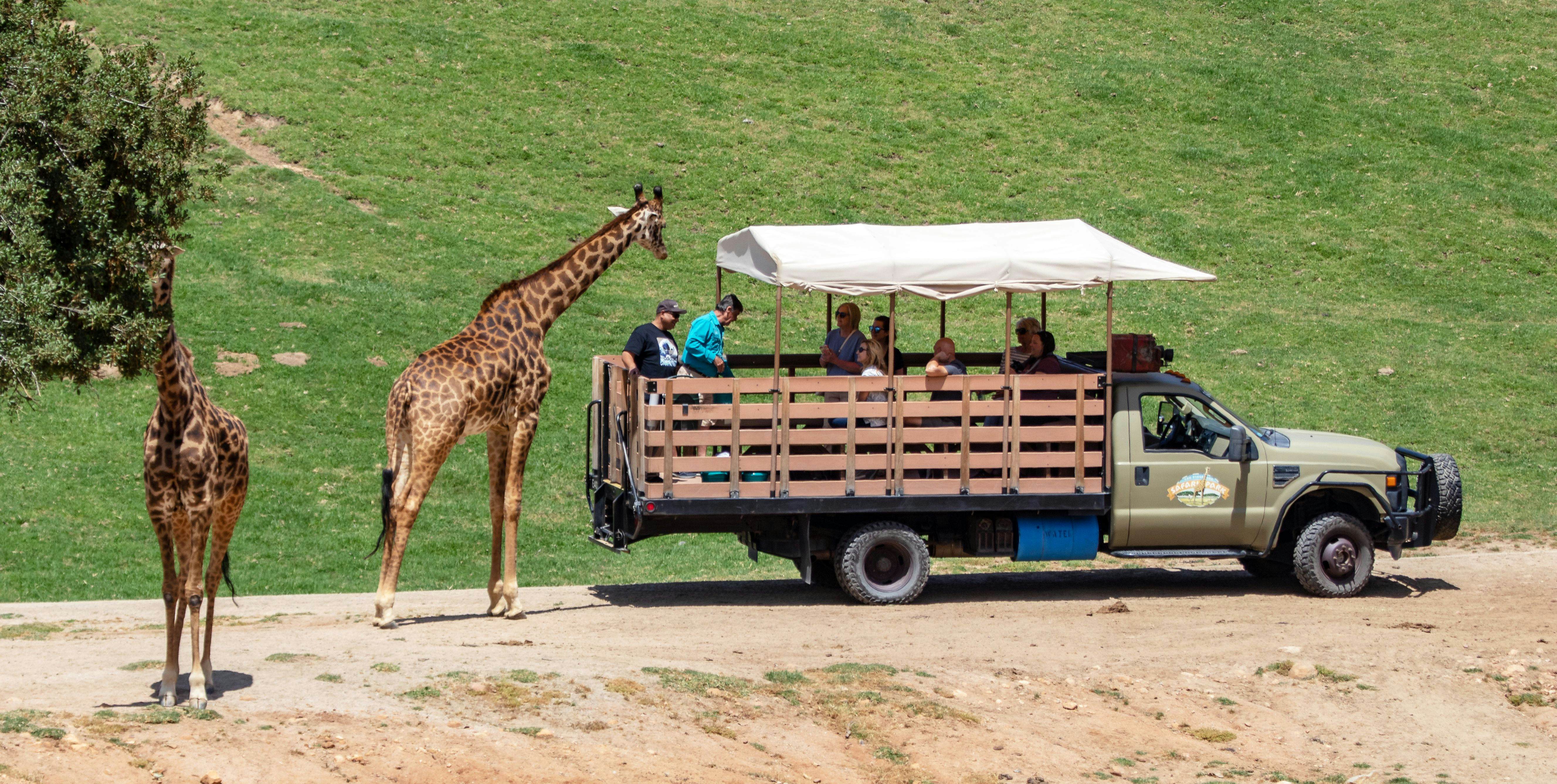 san diego zoo safari park