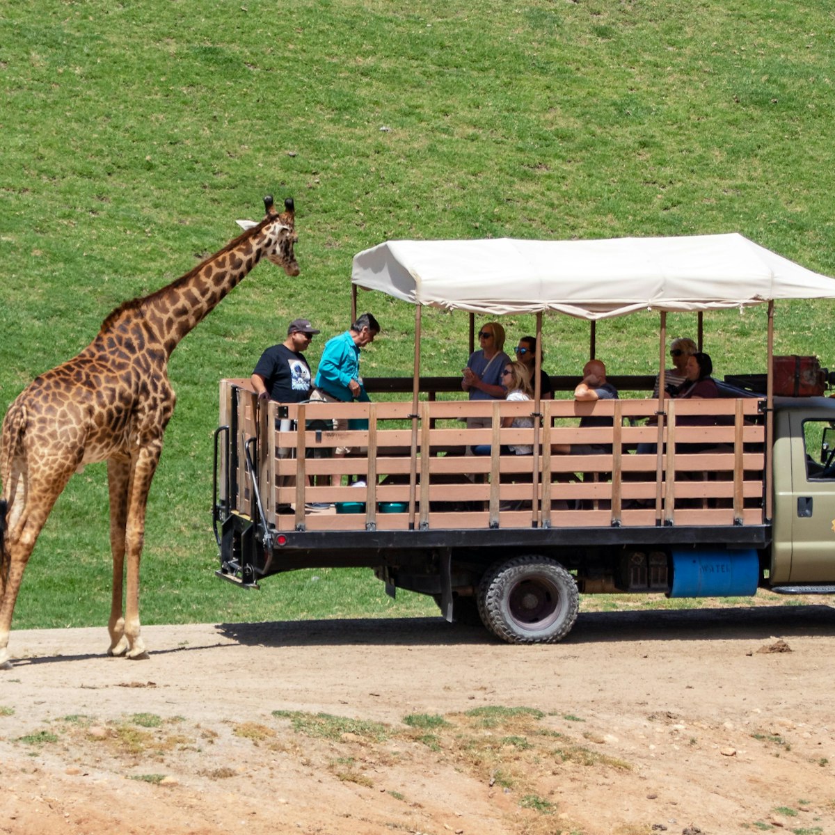 Escondido, CA / USA - 05/05/2019: Giraffes Next to a Safari Truck at the San Diego Zoo Safari Park; Shutterstock ID 1391111201; your: Bridget Brown; gl: 65050; netsuite: Online Editorial; full: POI Image Update