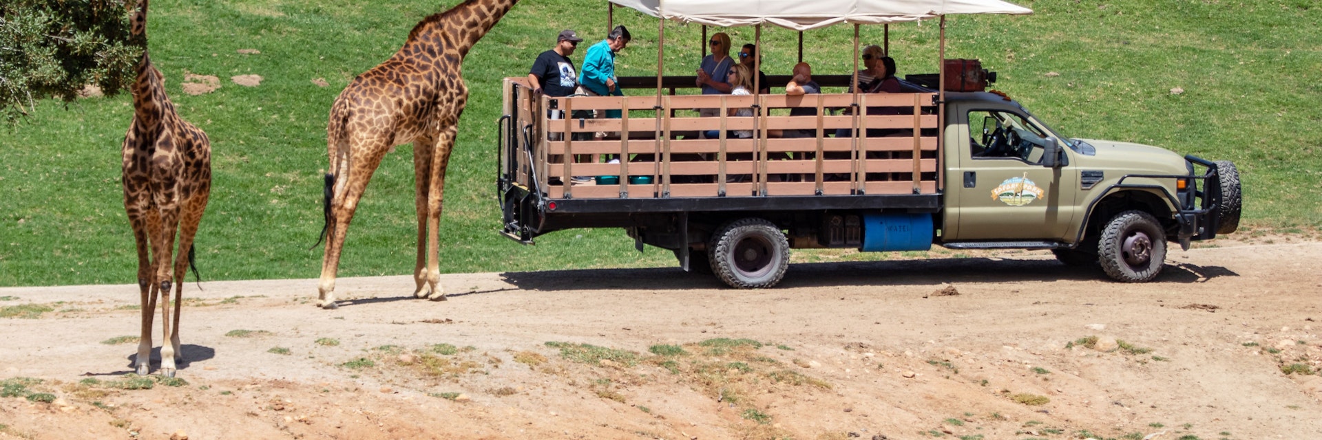Escondido, CA / USA - 05/05/2019: Giraffes Next to a Safari Truck at the San Diego Zoo Safari Park; Shutterstock ID 1391111201; your: Bridget Brown; gl: 65050; netsuite: Online Editorial; full: POI Image Update