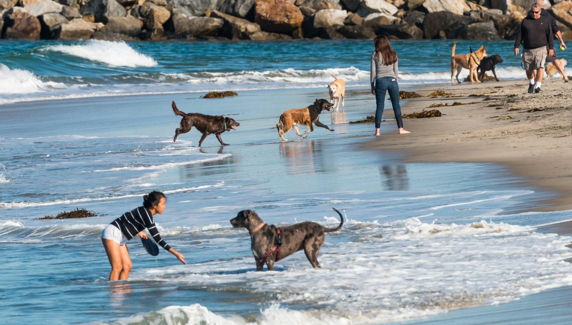 SAN DIEGO, CALIFORNIA/USA - FEBRUARY 03, 2018:  Many people play with their dogs near the rock jetty at the water's edge of Dog Beach, one of the first official leash-free beaches in the U.S.; Shutterstock ID 1048968695; your: Bridget Brown; gl: 65050; netsuite: Online Editorial; full: POI Image Update