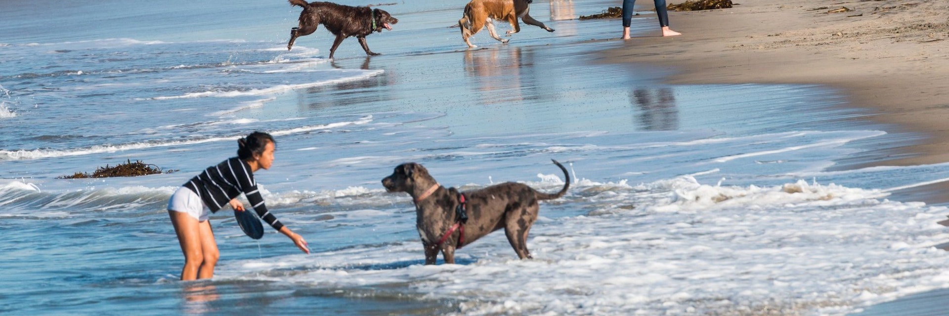SAN DIEGO, CALIFORNIA/USA - FEBRUARY 03, 2018:  Many people play with their dogs near the rock jetty at the water's edge of Dog Beach, one of the first official leash-free beaches in the U.S.; Shutterstock ID 1048968695; your: Bridget Brown; gl: 65050; netsuite: Online Editorial; full: POI Image Update