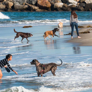 SAN DIEGO, CALIFORNIA/USA - FEBRUARY 03, 2018: Many people play with their dogs near the rock jetty at the water's edge of Dog Beach, one of the first official leash-free beaches in the U.S.; Shutterstock ID 1048968695; your: Bridget Brown; gl: 65050; netsuite: Online Editorial; full: POI Image Update